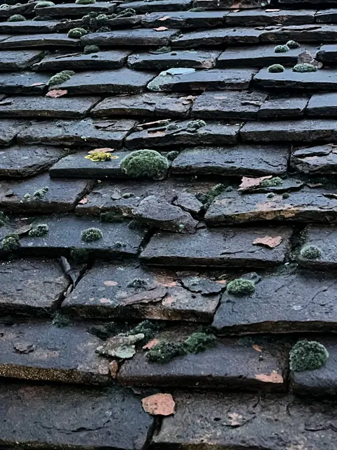 Verouderde leien met mosaangroei op een dak