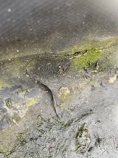 Plat dak met mosaangroei en scheuren in de bedekking